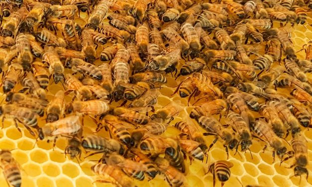Elpusztult a magyar méhek fele