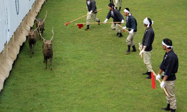 Bika helyett szarvasviadalokat tartanak Japánban
