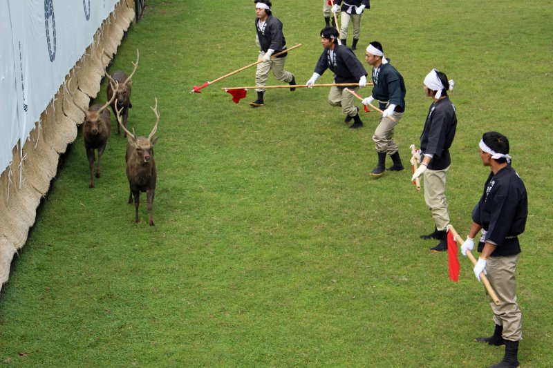 Bika helyett szarvasviadalokat tartanak Japánban