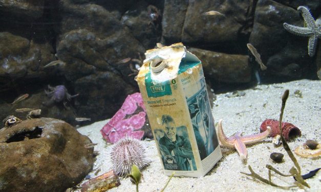 Hulladékkal szennyezett akvárium látható a Pécsi Állatkertben