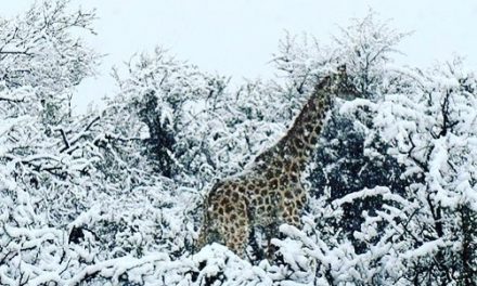 Esett a hó Dél-Afrikában, meglepődtek a zsiráfok
