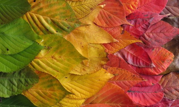 Miért színesek ősszel a levelek?