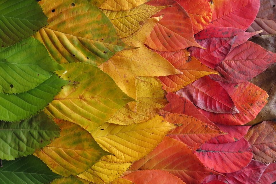 Miért színesek ősszel a levelek?