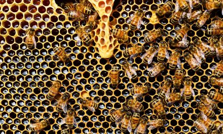 Felelős lehet a méhek pusztulásáért a legelterjedtebb gyomirtó