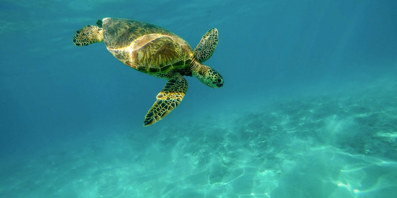 A tengeri teknősök több mint fele eszik műanyagot