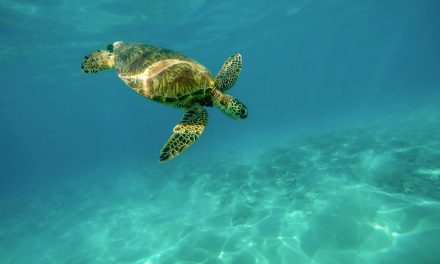 A tengeri teknősök több mint fele eszik műanyagot