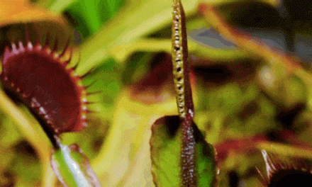 Látványos kisfilmen a húsevő növények táplálkozása