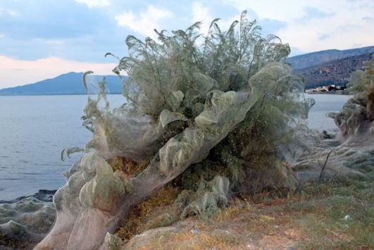 Óriási területen szőttek be a pókok egy görög partot