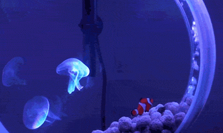 Dizájnos akvárium medúzákkal