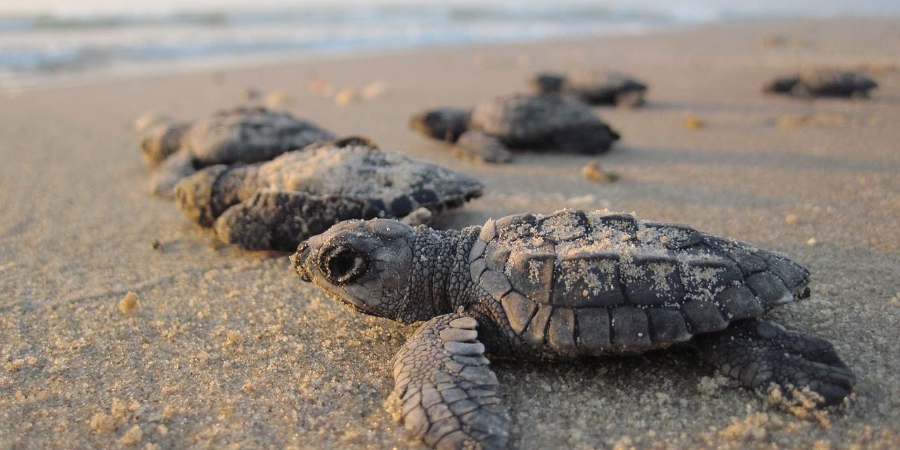 Mikroműanyagot rejt a homok a teknősfészkek közelében is