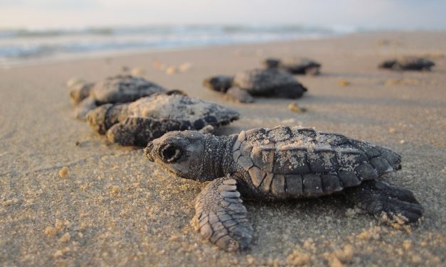 Mikroműanyagot rejt a homok a teknősfészkek közelében is
