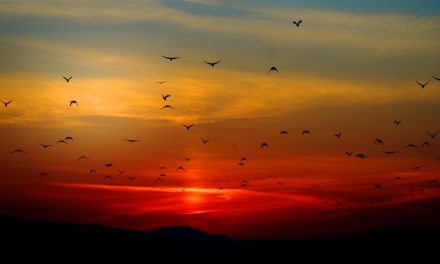 Közel 8 milliárd madár vándorol az Egyesült Államok légterében