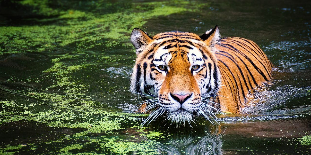 Nepálban tíz év alatt megduplázódott a vadon élő tigrisek száma