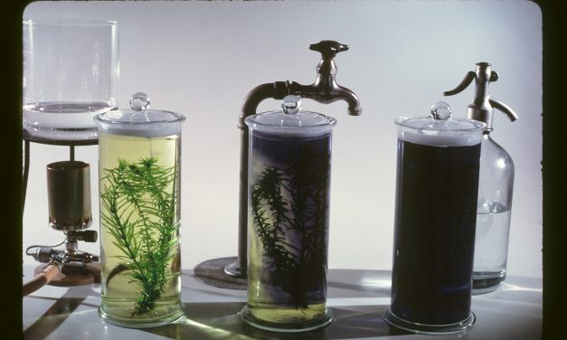 Növényi víztisztítással működő nyilvános vécét mutatnak be Bécsben