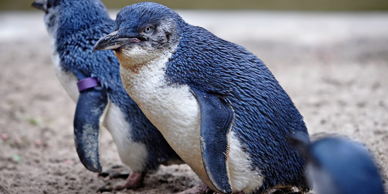 Kutyatámadásban pusztulhatott el több tucatnyi törpe pingvin Tasmaniában