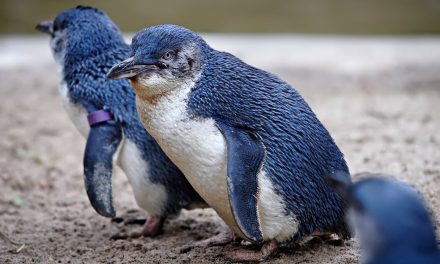 Kutyatámadásban pusztulhatott el több tucatnyi törpe pingvin Tasmaniában