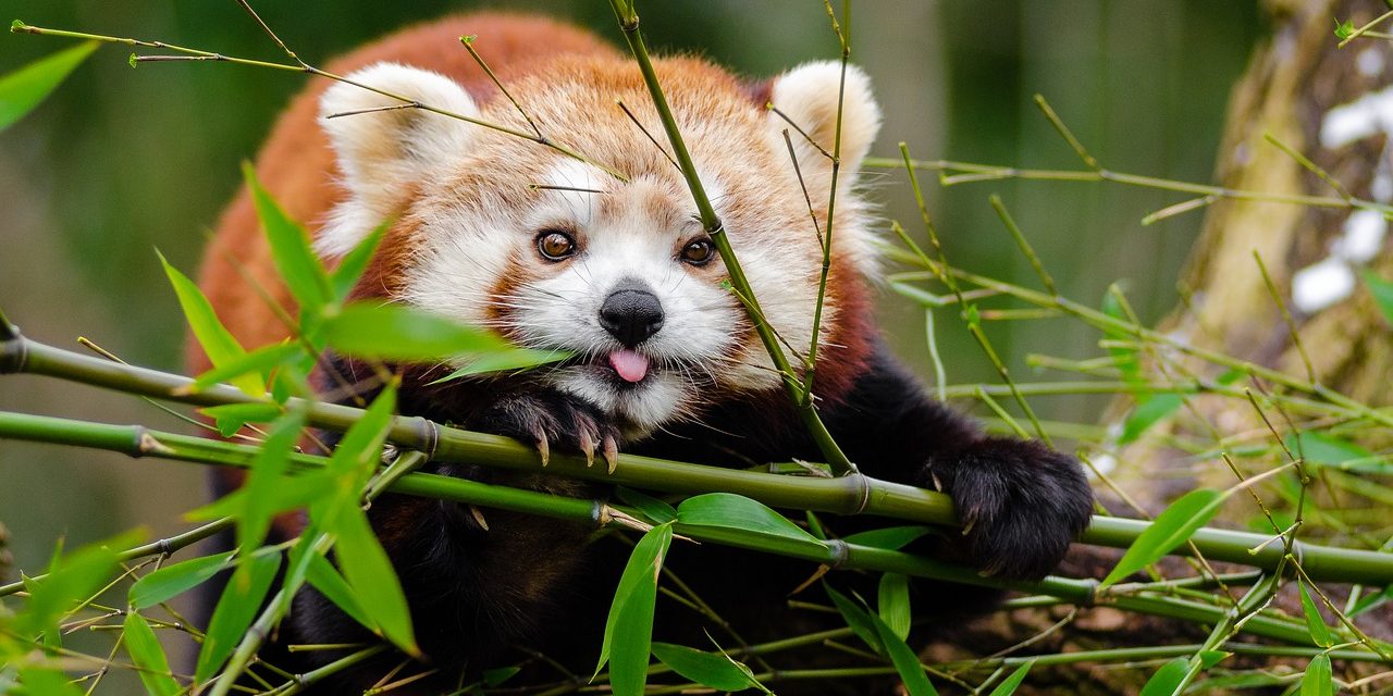 Becsajozott Baltazár, a Szegedi Vadaspark vörös pandája