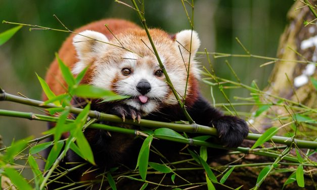Becsajozott Baltazár, a Szegedi Vadaspark vörös pandája