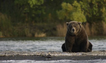 Több mint 500 háziállatot pusztítottak el idén a medvék egy székelyföldi megyében