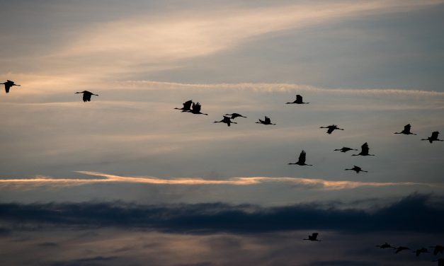 Több mint 5,2 millió vonuló madarat számoltak meg az Európai Madármegfigyelő Napok résztvevői