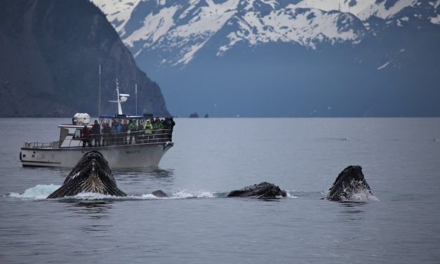 Elhallgat a bálnák éneke az ember okozta zaj miatt