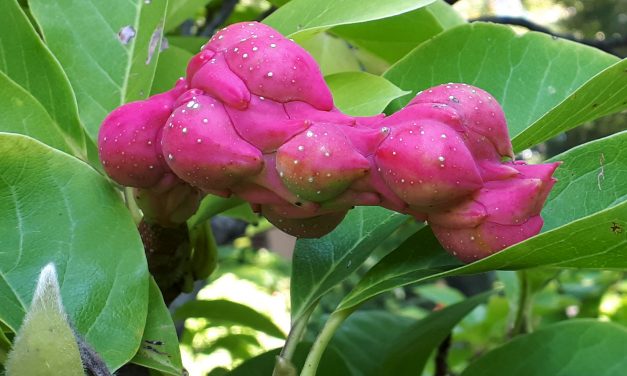 Kecses virágból bizarr termés: a nagyvirágú liliomfa