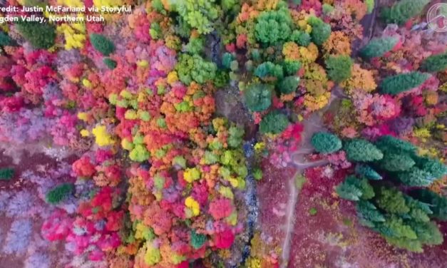 Ilyen szokatlanul színesedő őszi erdőt még sosem láttunk