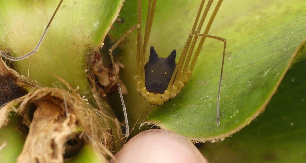 Az őserdő mélyén él ez a rémisztően aranyos, kutyaarcú pók