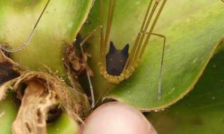 Az őserdő mélyén él ez a rémisztően aranyos, kutyaarcú pók