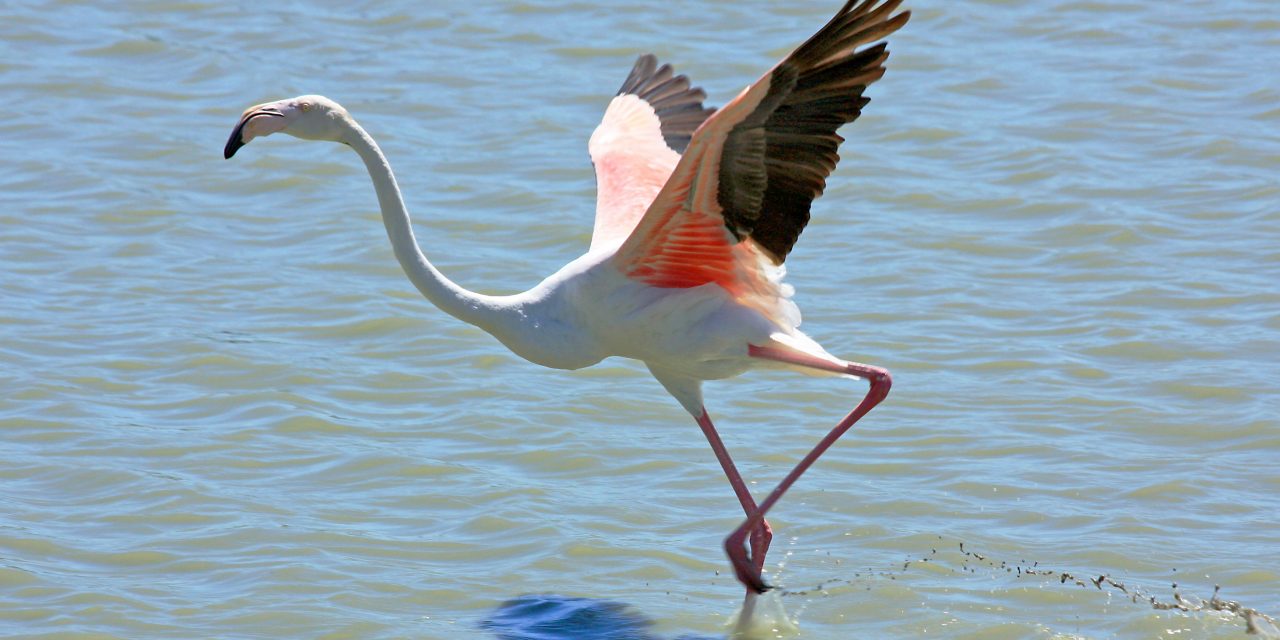 Újabb ritka madárfajt, rózsás flamingót figyeltek meg Magyarországon