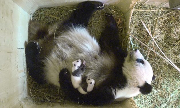 November végén Kínába viszik a bécsi pandaikreket