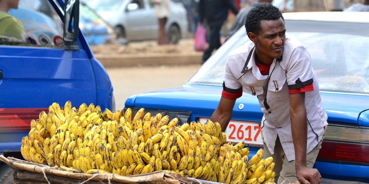 Végveszélyben a banán, de nem hagyják megmenteni