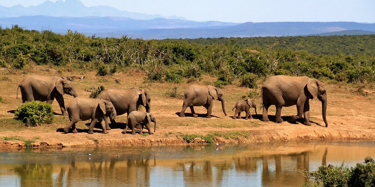 Egyre több elefánt születik agyar nélkül
