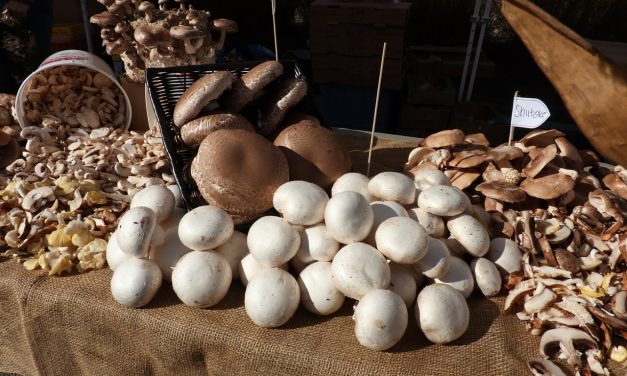 Külföldön is imádják a minőségi magyar gombát