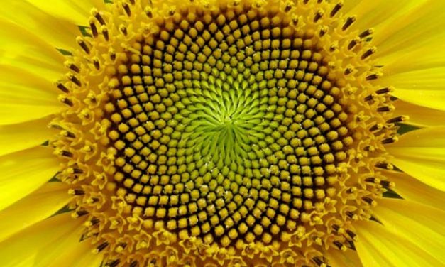 A legszebb geometriai formát alkotó növények