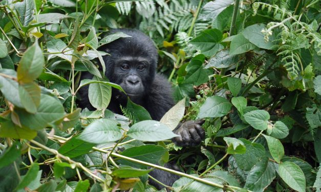 Lekerültek a kihalás fenyegette fajok listájáról a hegyi gorillák