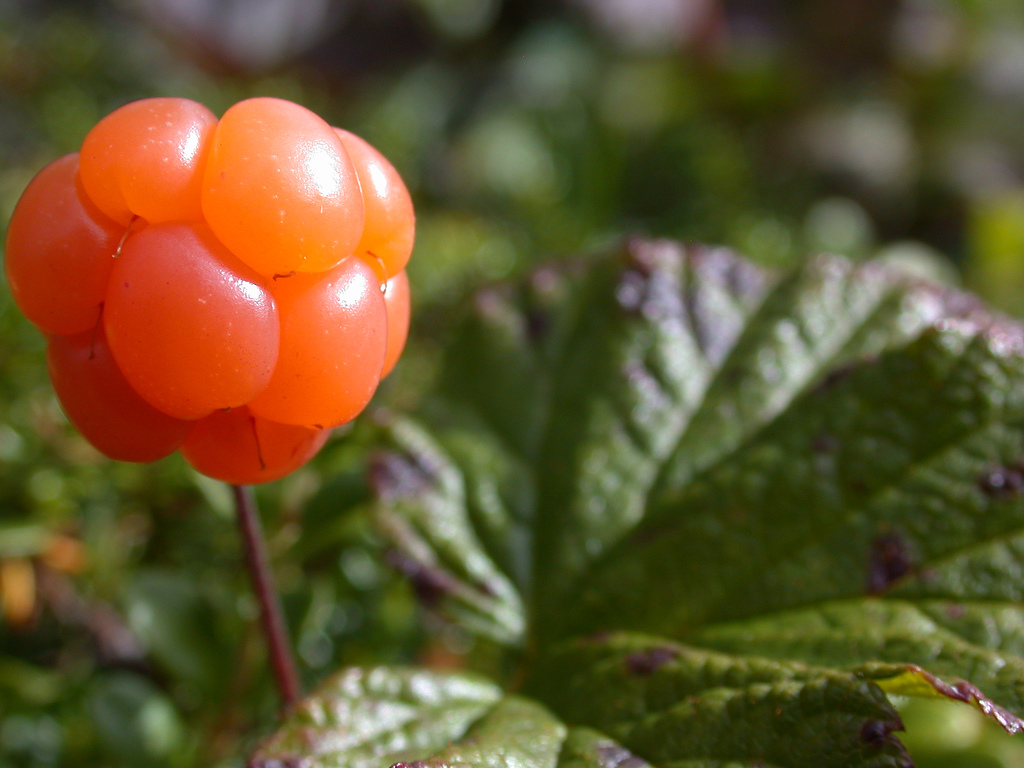 Ягода свет. Морошка (Rubus chamaemorus). Морошка приземистая (Rubus chamaemorus),. Морошка ягода черная. Малина ежевика Морошка.