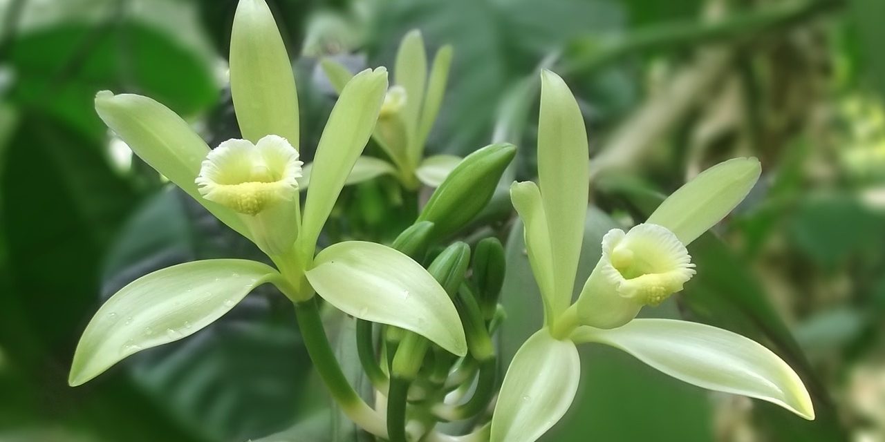 A vanília az adventi orchidea kiállítás központi témája