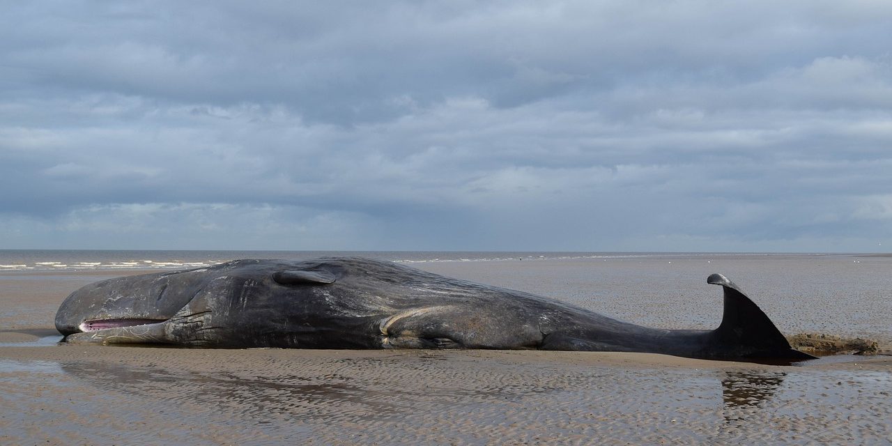 Elképesztő mennyiségű szemetet találtak egy elpusztult bálna gyomrában