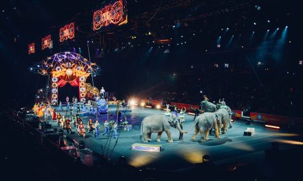 Petíciót indítottak pécsiek olyan cirkuszok ellen, amelyek állatokat használnak