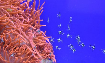 A korallok pusztulására hívja fel a figyelmet egy új kampány