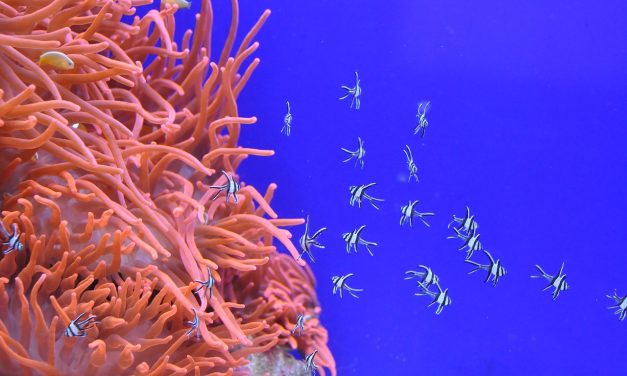 A korallok pusztulására hívja fel a figyelmet egy új kampány