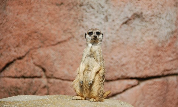 Kimagasló látogatottsággal zárta az évet a fővárosi állatkert