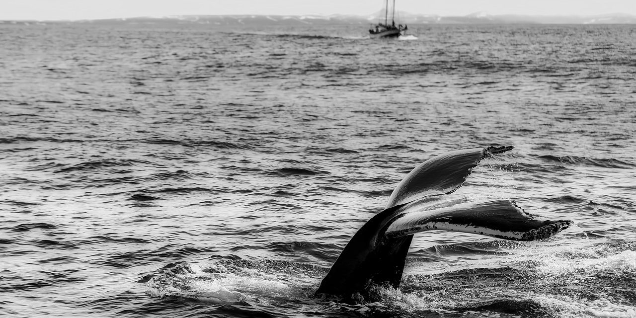 Japán fokozza a bálnagyilkolást