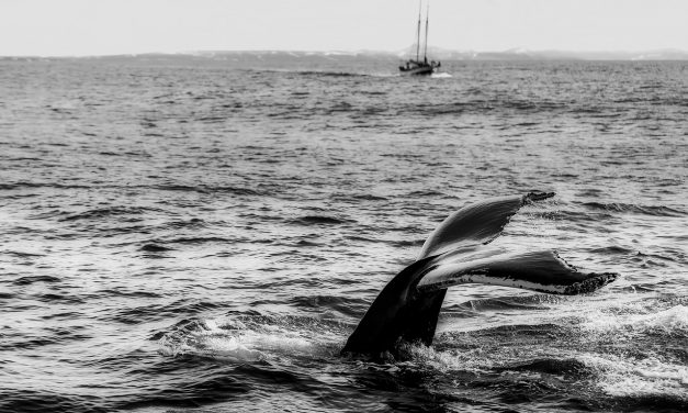 Japán fokozza a bálnagyilkolást