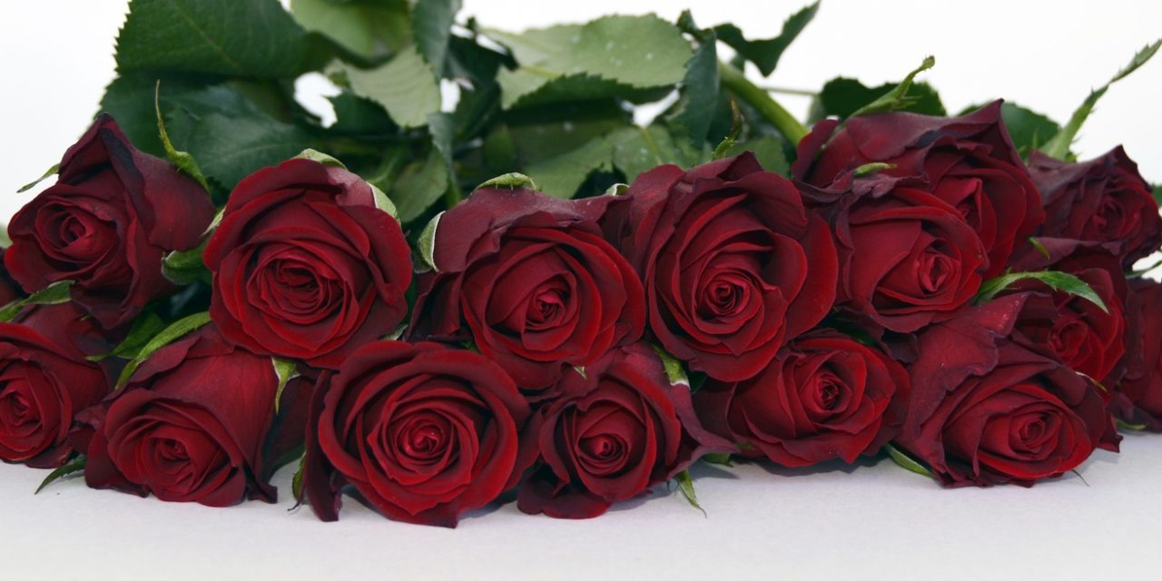 Megdöbbentő tények a Valentin napi rózsáról. Akár kokain is lehet benne