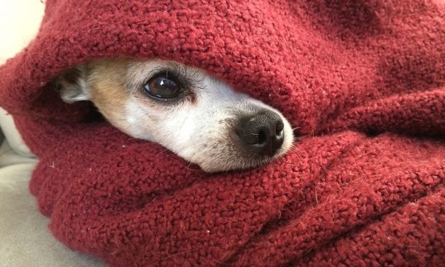 Tíz trükk, amivel melegen tarthatod kedvencedet a kutya hidegben