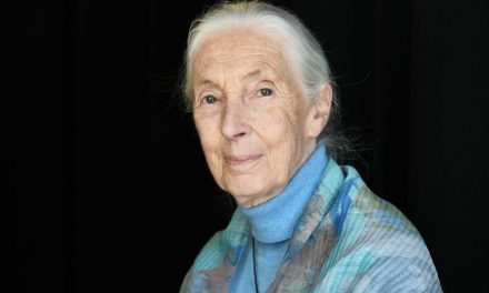 Jane Goodall az egyik legnagyobb pénzjutalommal járó díjat kapja meg