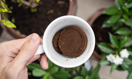 Ezért érdemes kávézaccot szórnod a növényeid köré