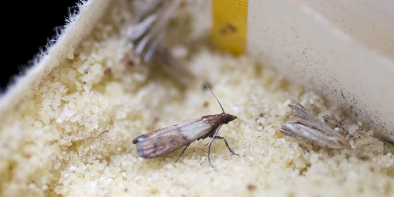 5 trükk, amivel végleg elűzheted a molyokat a lakásból